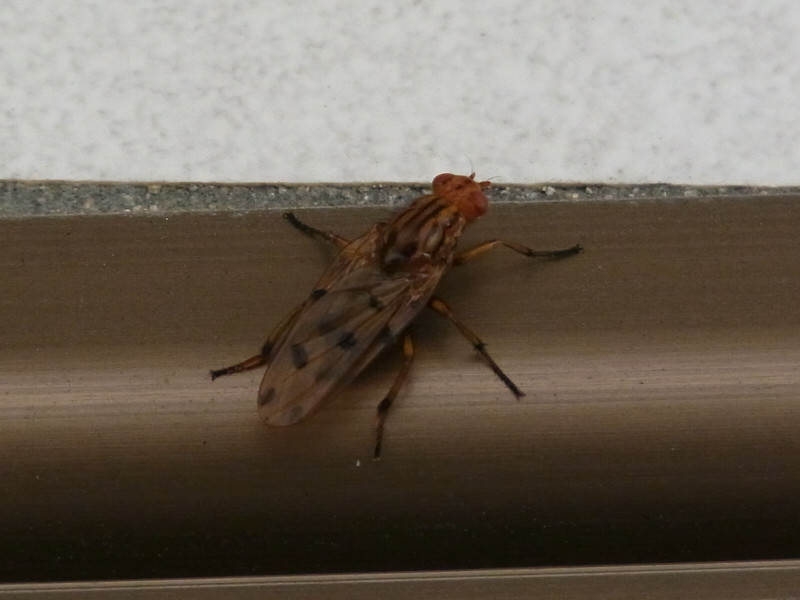 ２年前見た虫 むしみて